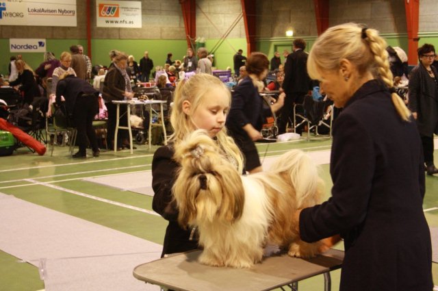 Shih Tzu Danmark